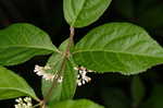 Chinese beautyberry